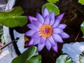 Beauty in peace of purple lotus flower
