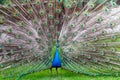 The beauty of a peacock Royalty Free Stock Photo