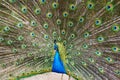 beauty peacock bird