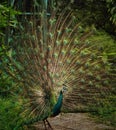 the beauty of peacocks