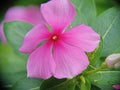 A beauty of Periwinkle flower when bloom Royalty Free Stock Photo