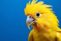 Beauty pet animal bird parrot yellow tropical beak feathers colorful Royalty Free Stock Photo