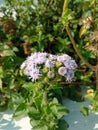 Petite and Pretty: Floss Flowers in Close-Up