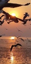 Beauty pictures Of a flock of seagulls flying in the sunset