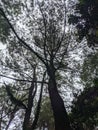 the beauty of pine tree plantations on the slopes of Mount Salak Royalty Free Stock Photo