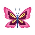 beauty pink butterfly insect