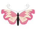 beauty pink butterfly insect