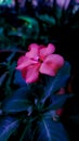 A Beauty Of Pink Flower or New Guinea Impatiens Royalty Free Stock Photo