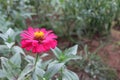 Beauty of pink flowers in tropical jungle garden, selectable focus blur background.