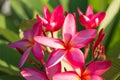 Beauty Pink frangipani flower, Plumeria flower Surrounded blurry background