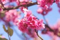 Beauty pink japanese flowering cherry on blue sky or cherry blossum Prunus x yedoensis flower blooming on branch of tree spring