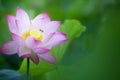 Beauty pink lotus or water lily is in closeup in pond wiht two bee there