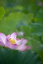 Beauty pink lotus or water lily is in closeup in pond wiht two bee there