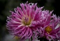 Beauty pink natural dahlia at garden