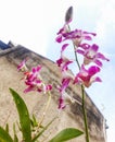 The beauty of pink orchids blooming in the yard Royalty Free Stock Photo