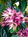 The beauty of the pink pentas flower