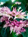 The beauty of the pink pentas flower