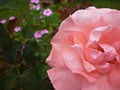 Beauty pink rose, the queen of the garden Royalty Free Stock Photo