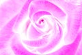 Beauty pink rose, abstract flower Royalty Free Stock Photo