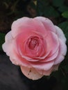 The beauty of pink rose flowers. Close up of pink gradation flower on dark and green leaves background. Royalty Free Stock Photo