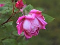 The beauty of the pink Rose