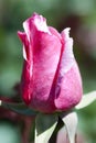 Beauty in a pink rose. Royalty Free Stock Photo