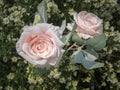 Beauty pink roses ornament with white little flowers on green leaves background Royalty Free Stock Photo