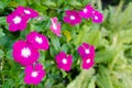 The beauty pink Vinca flower isolated on green nature background