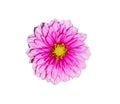 Beauty pink yellow dahlia pinnata cav flowers blooming asteraceae top view isolated on white background,clipping path