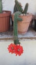 Beauty plant Cactus with flowers of brigth colors Royalty Free Stock Photo