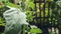 very beautiful eggplant leaves