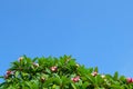 Beauty Plumeria Frangipanis Flowers Against Blue Sky Royalty Free Stock Photo