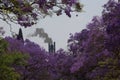 Beauty and Polution , Jacaranda trees bloom and smoke in the background Royalty Free Stock Photo