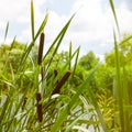 Beauty pond in the deep forest Royalty Free Stock Photo