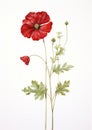 Blossom bloom poppy flowers background plant summer red spring nature floral