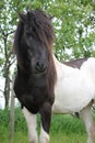 Beauty. power. sun. black. white. eye. ears. forelock. pets. anxiety. relax. dreamstime. love. horse. horse-eye. hair. stallion.