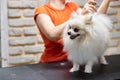 beauty procedures for dogs in grooming salon, professional groomer carefully handle with spitz Royalty Free Stock Photo