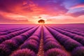 Sunset beauty field nature purple summer aromatherapy provence violet flower france landscape plant