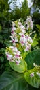 The beauty of Pseuderanthemum flowers in the garden