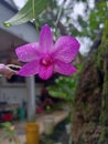Beauty pulpel orchid after raining day Royalty Free Stock Photo