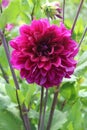 THE BEAUTY OF THE PURPLE DAHLIA FLOWER IN THE HOUSE YARD WITH NATURAL CONCEPT