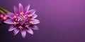 Beauty purple flower, garden decoration, copy space blurred background