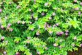 Beauty purple flower with green leaf for background