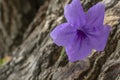 The beauty of purple flowers on a blurred background Royalty Free Stock Photo