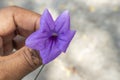 The beauty of purple flowers on a blurred background Royalty Free Stock Photo