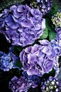 Beauty Purple Hydrangea Flowers