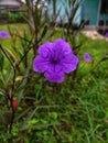 The Beauty of Purple Kencana Flowers Royalty Free Stock Photo