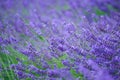 Beauty purple lavender fields background