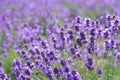 Beauty purple lavender fields background