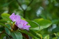 The beauty of purple myrtly flower Rhodomyrtus tomentosa